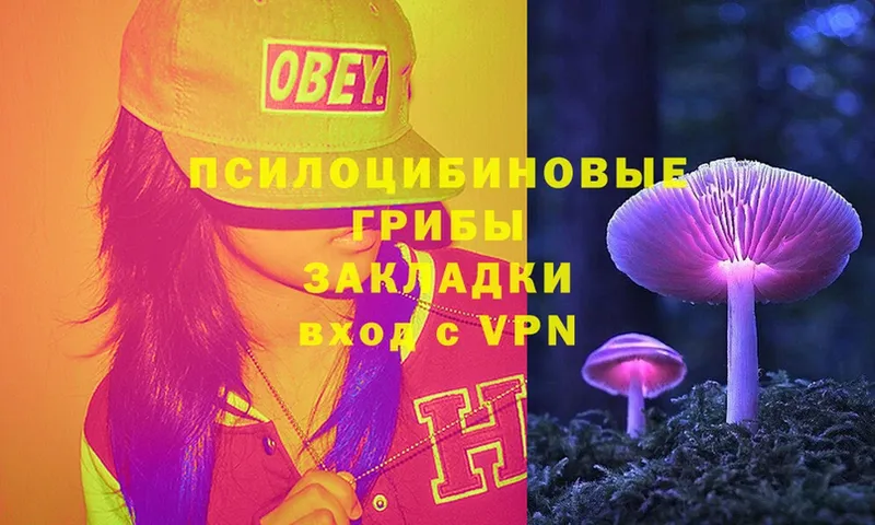 Псилоцибиновые грибы Psilocybe  Черкесск 